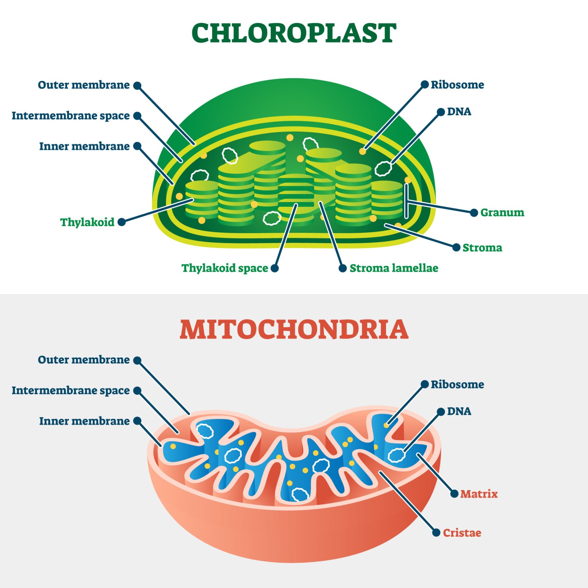 Summary infographic comparing chloroplast and mitochondria function