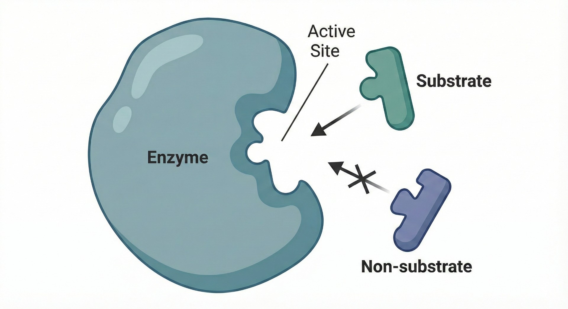 Illustration of enzyme specificity showing a substrate fitting the active site and a non-substrate being rejected.