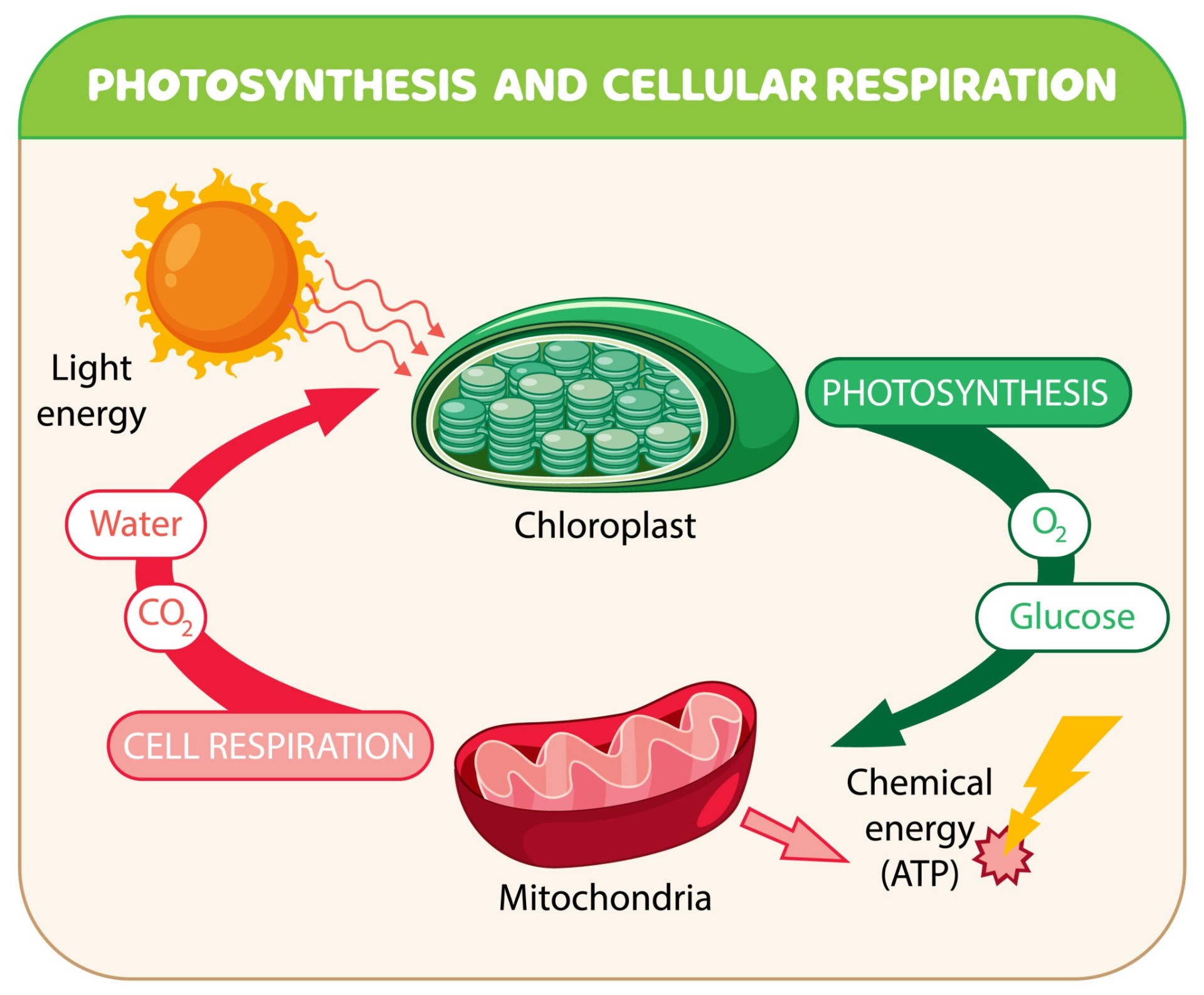 Diagram linking photosynthesis and cellular respiration