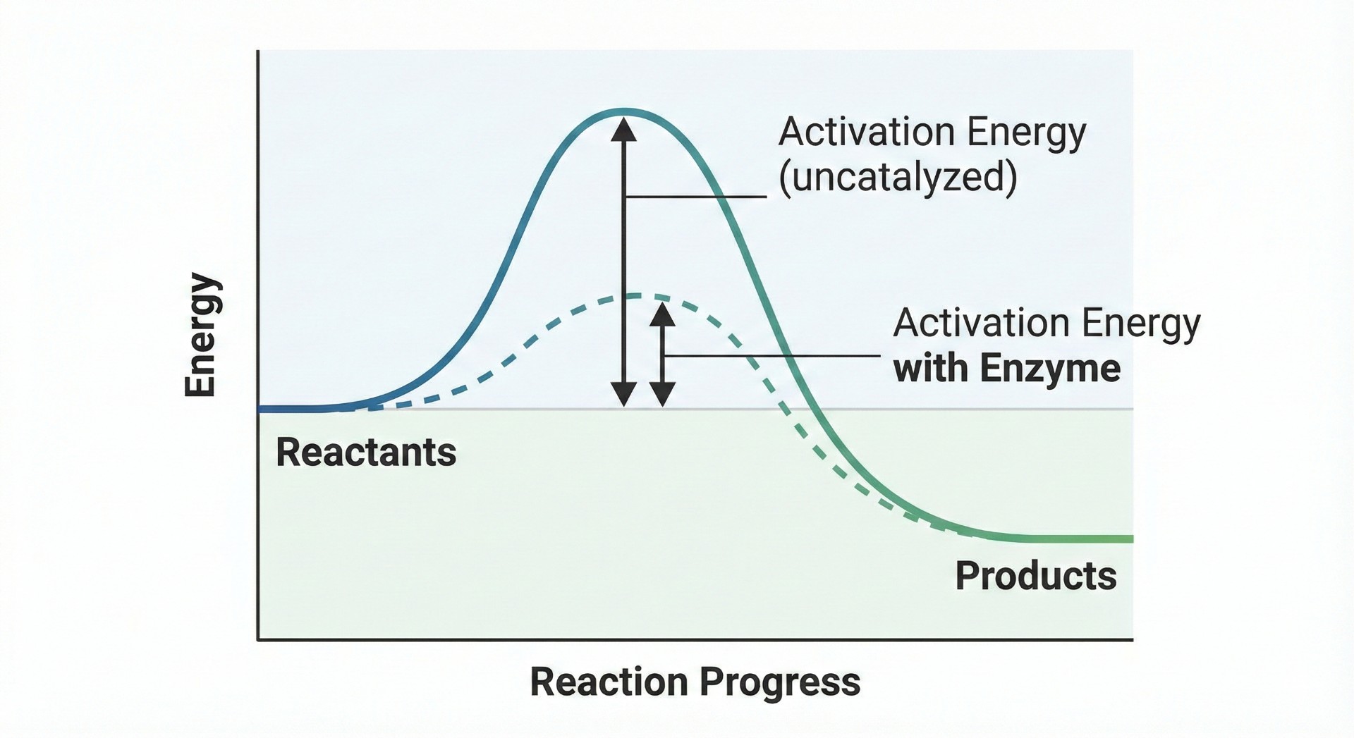 Energy profile diagram comparing catalyzed and uncatalyzed reactions showing lowered activation energy.