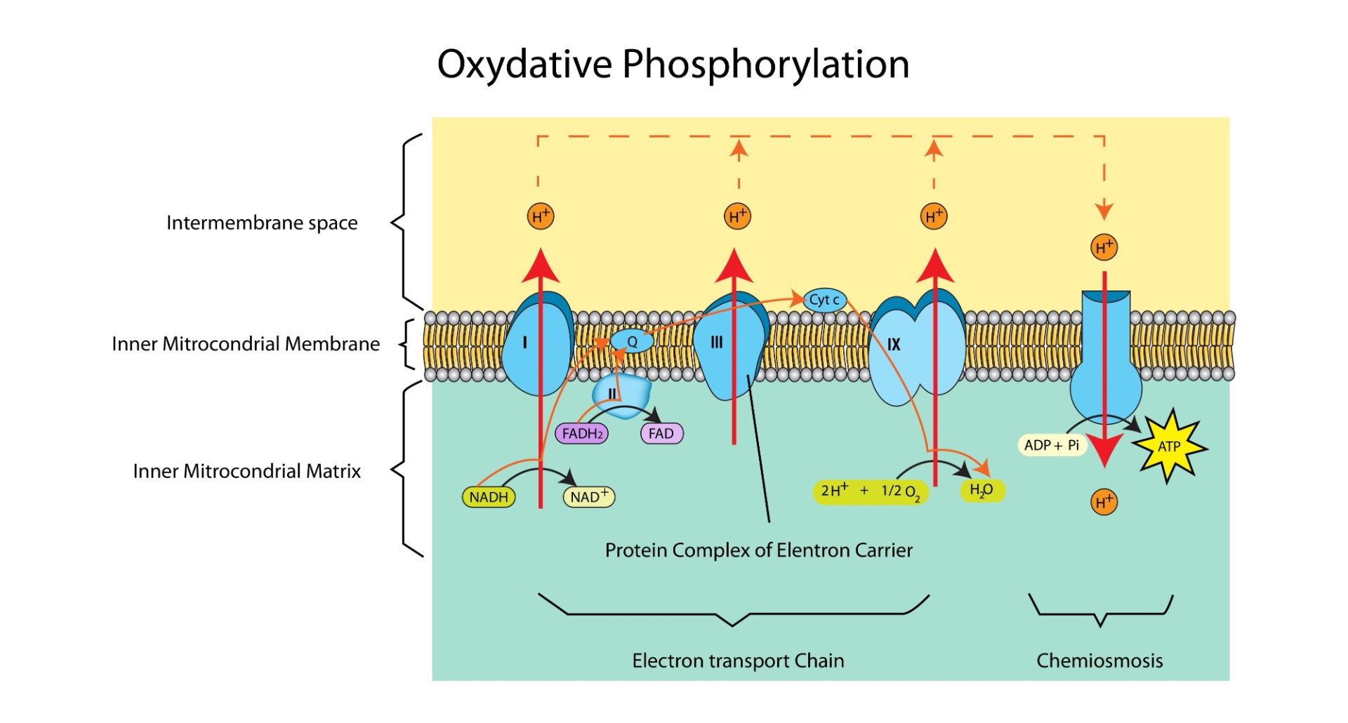 Chemiosmosis process across a membrane with ATP synthase