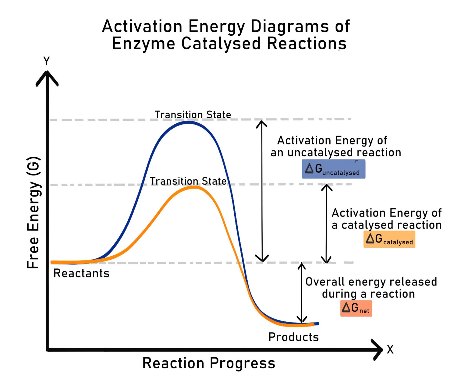 Enzyme lock and key model with activation energy graph