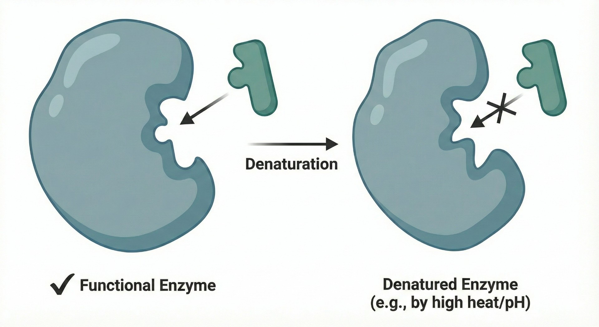 Comparison diagram showing a functional enzyme binding substrate versus a denatured enzyme unable to bind substrate.